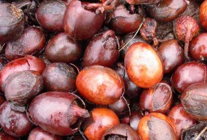 Harvested shea nuts